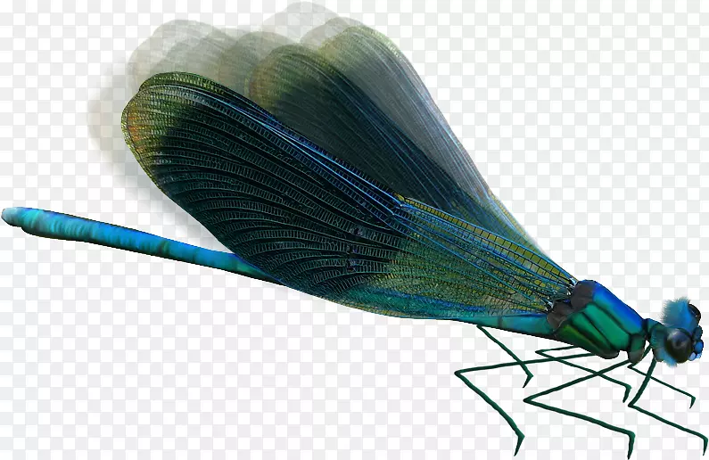 昆虫蜻蜓透明度和半透明性