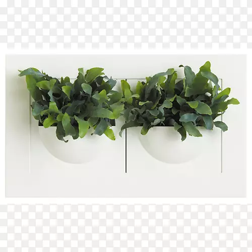 肉质植物叶花盆花瓶-绿色墙