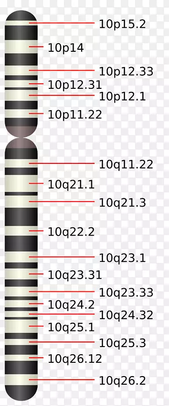 第10号染色体第19号染色体是第16号染色体-染色体