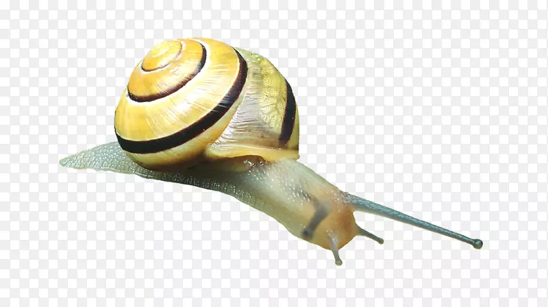 蜗牛甲壳动物腹足类壳软体动物壳蜗牛