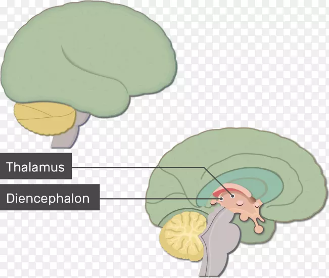 人脑解剖神经系统脑干脑功能