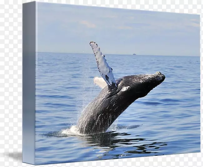 座头鲸，灰鲸，头盖骨进水口-鲸缘