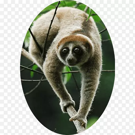 灵长类侏儒小卷叶猴KayanSunda Sunda Nycticebus bancanus-猴子