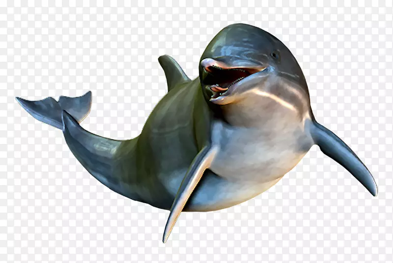 海豚菊花剪贴画-海豚