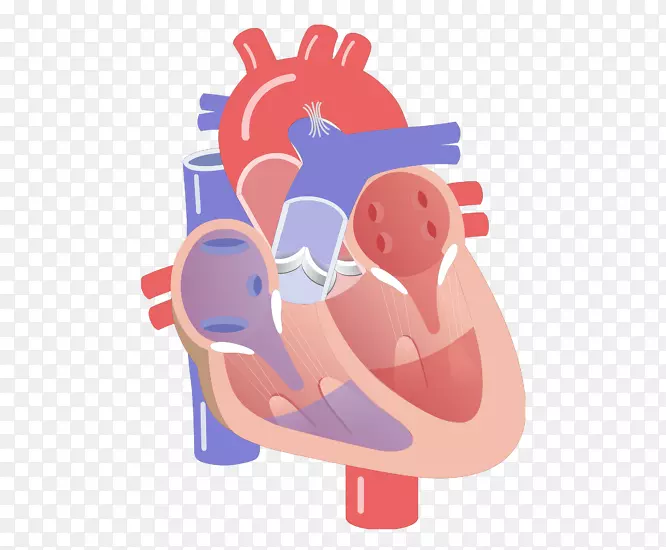 心脏瓣膜室循环系统-心脏传导系统