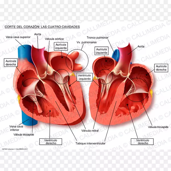 心脏解剖胸腔生理循环系统-心脏
