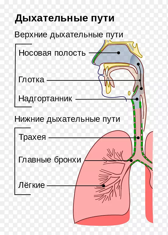 上呼吸道感染呼吸系统-鼻