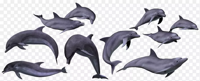 图库溪普通宽吻海豚海-海洋深处