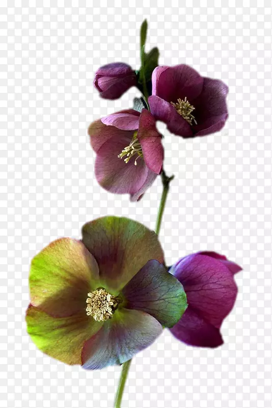 花卉花瓣设计植物茎紫罗兰花