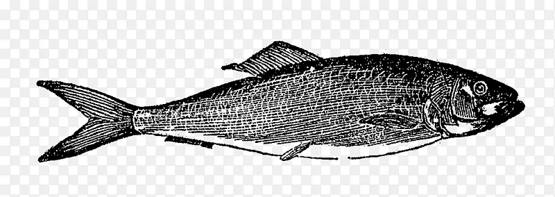 米鱼数码邮票捕捞北红笛鲷-鱼图