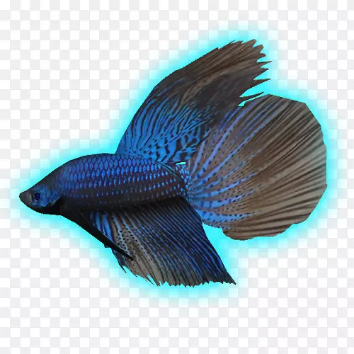 海洋生物动物尾鱼-贝塔鱼