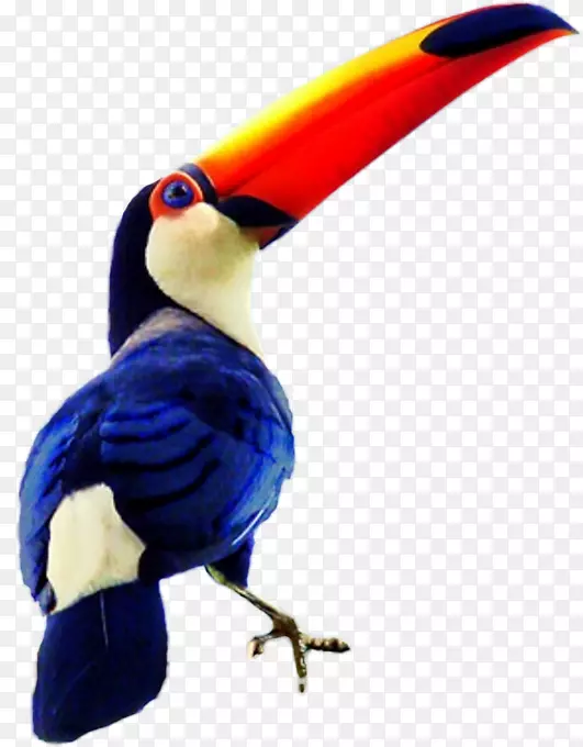 鸟图科图卡画蓝角鸟-鸟