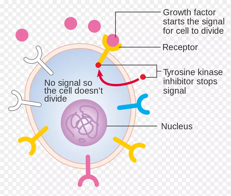 生长因子图细胞酪氨酸激酶抑制剂受体酪氨酸激酶-真核细胞