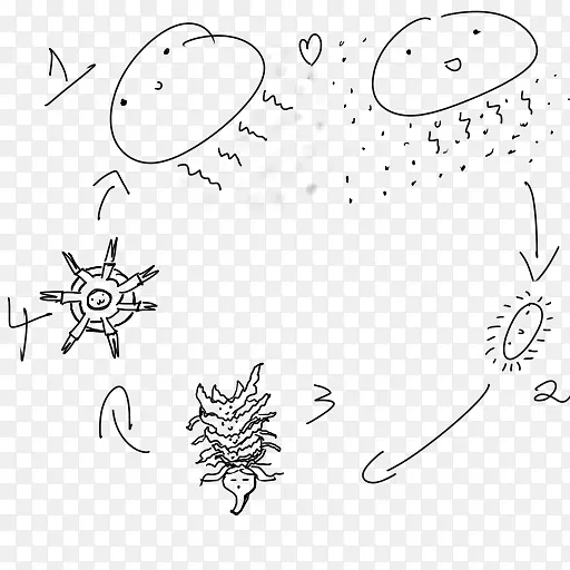 水母的生命周期绘制生物生命周期幼虫