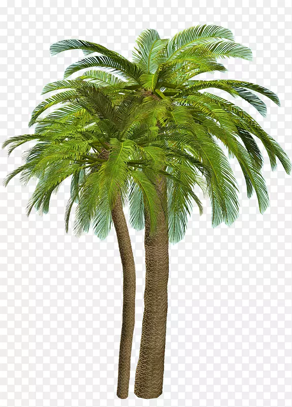 槟榔科沙滩树
