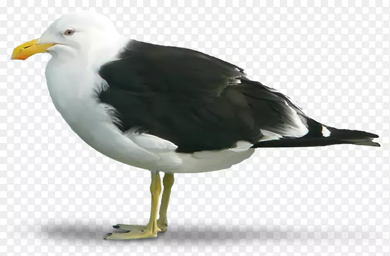 大黑背海鸥欧洲鲱鱼海鸥鸟