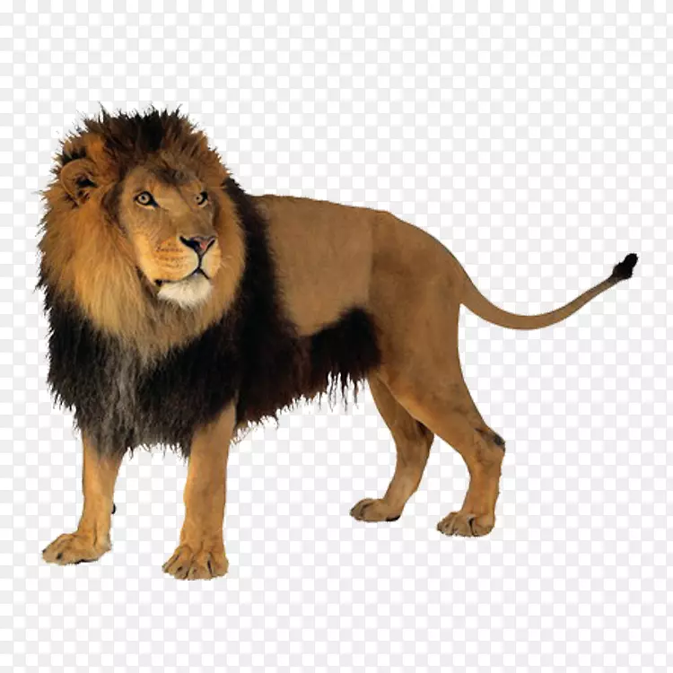 狮子猫科虎夹艺术-狮子