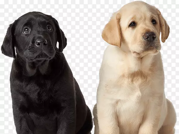 拉布拉多猎犬繁殖金毛猎犬伴犬黑白相间犬