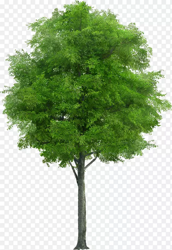树干摄影绘图植物-树