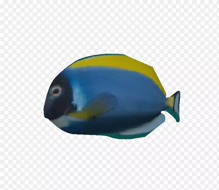 喙钴蓝海洋生物动物群-暹罗斗鱼