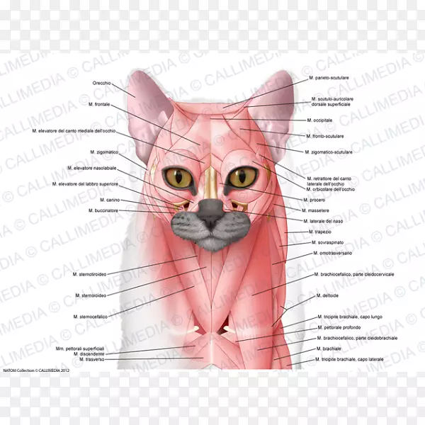 家养短毛猫肌肉解剖-猫
