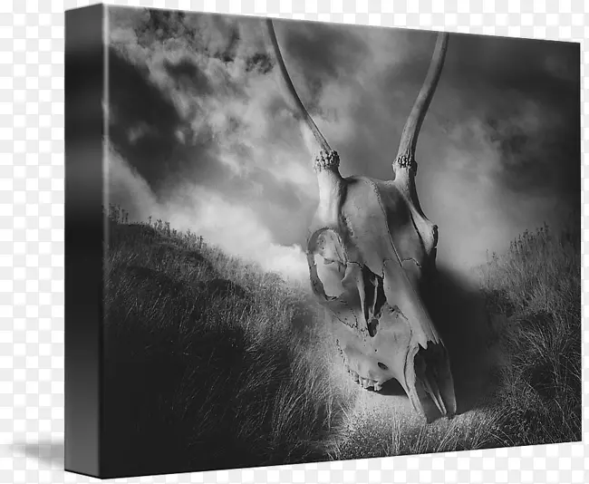 静物摄影野生动物-鹿头骨