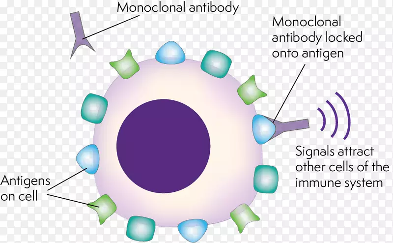 单克隆抗体治疗抗体依赖细胞介导的细胞毒性技术