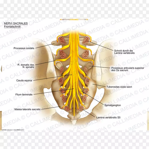 骶骨神经解剖神经系统-骶骨