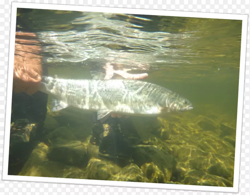 水资源鱼塘生态系统动物群摄影.鱼类
