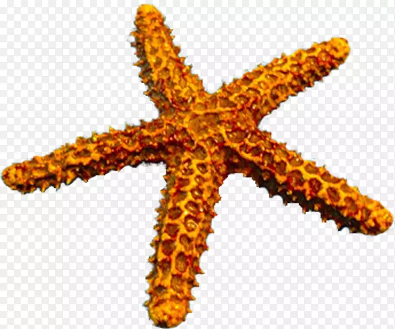 海星棘皮动物光栅图形剪辑艺术-海星