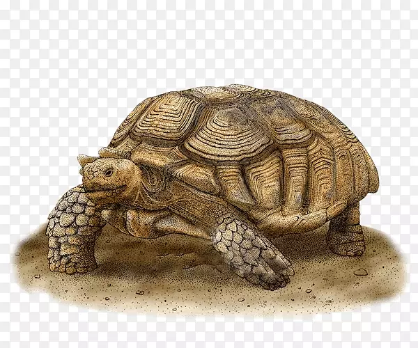 非洲刺龟艺术龟