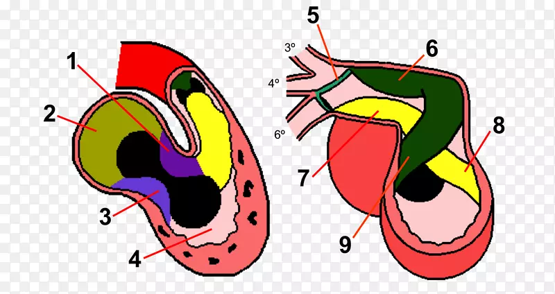 人体解剖学胚胎学心脏发育-心脏