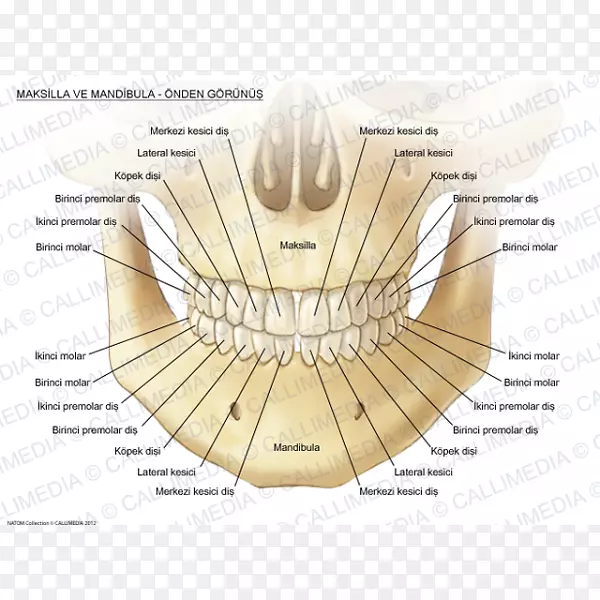 上颌下颌骨解剖人牙解剖