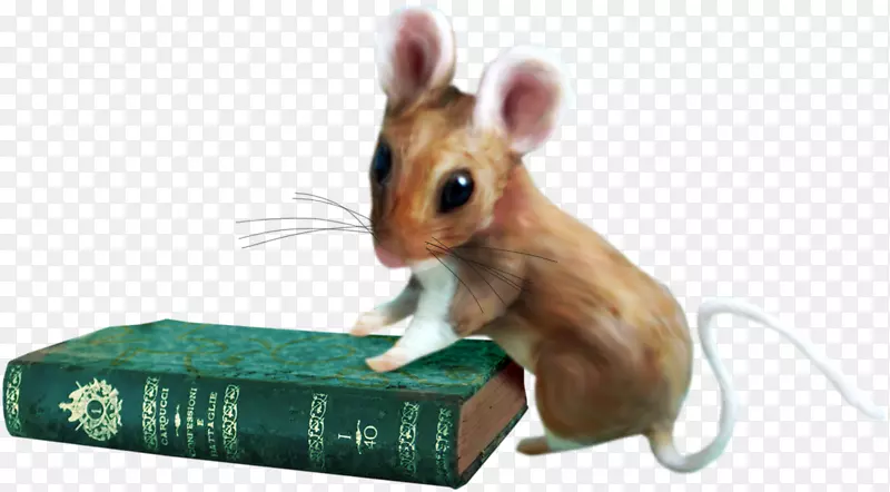 大鼠沙鼠仓鼠计算机小鼠动物群-大鼠