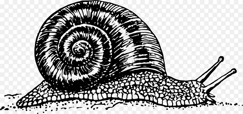 腹足类，勃艮第蜗牛-蜗牛