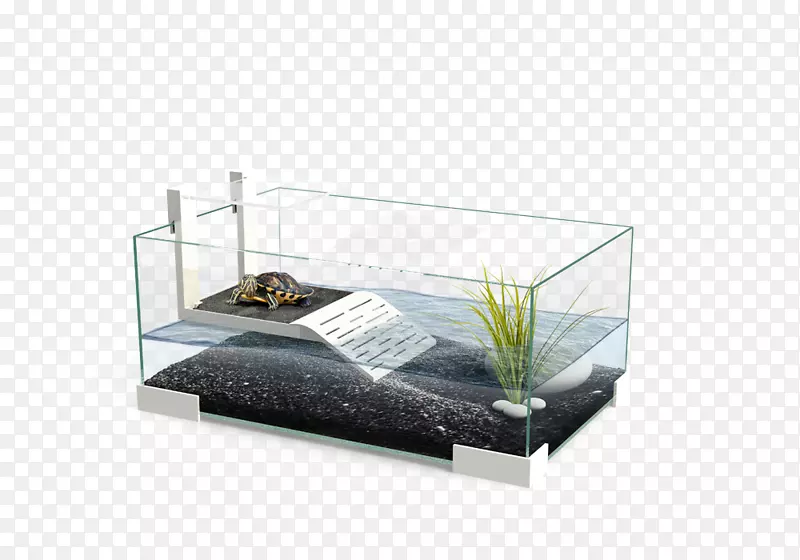 爬行动物海龟水族馆
