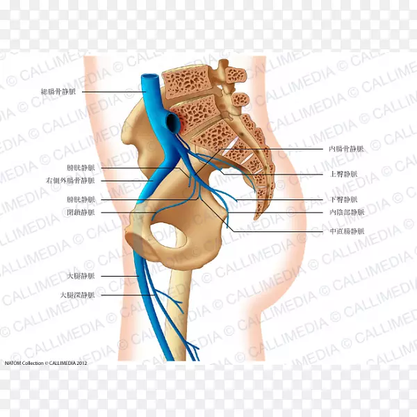 骨盆髂总动脉解剖静脉-静脉y动脉