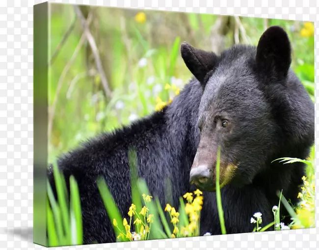 野生动物陆生动物鼻子黑熊