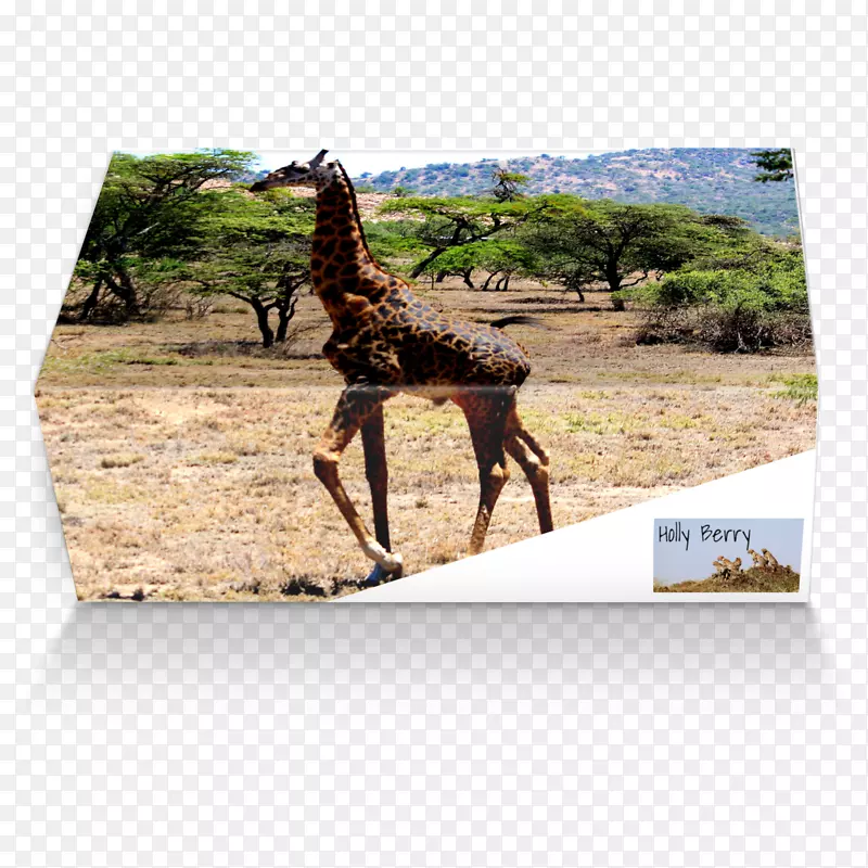 长颈鹿动物群野生动物陆生动物长颈鹿