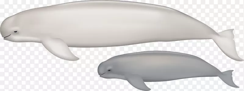 图库溪普通宽吻海豚动物区系海洋生物海豚