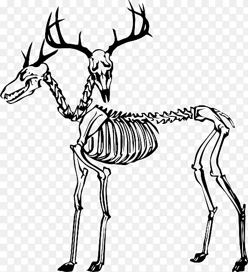 驯鹿龟人类骨骼猫夹艺术-驯鹿