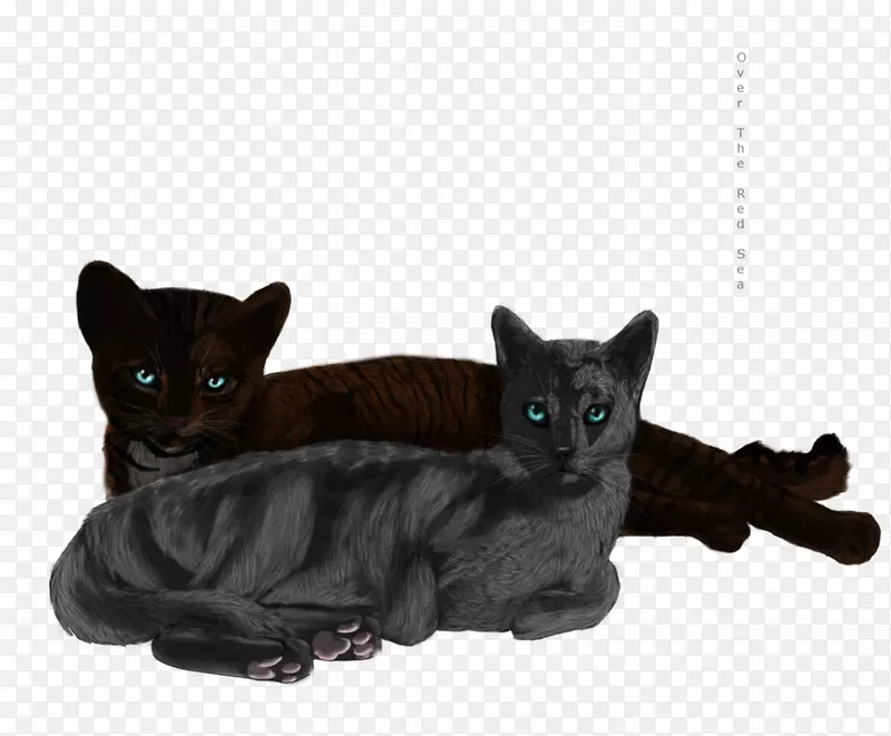 黑猫孟买猫科拉特家短毛猫胡须-艺术斯巴达
