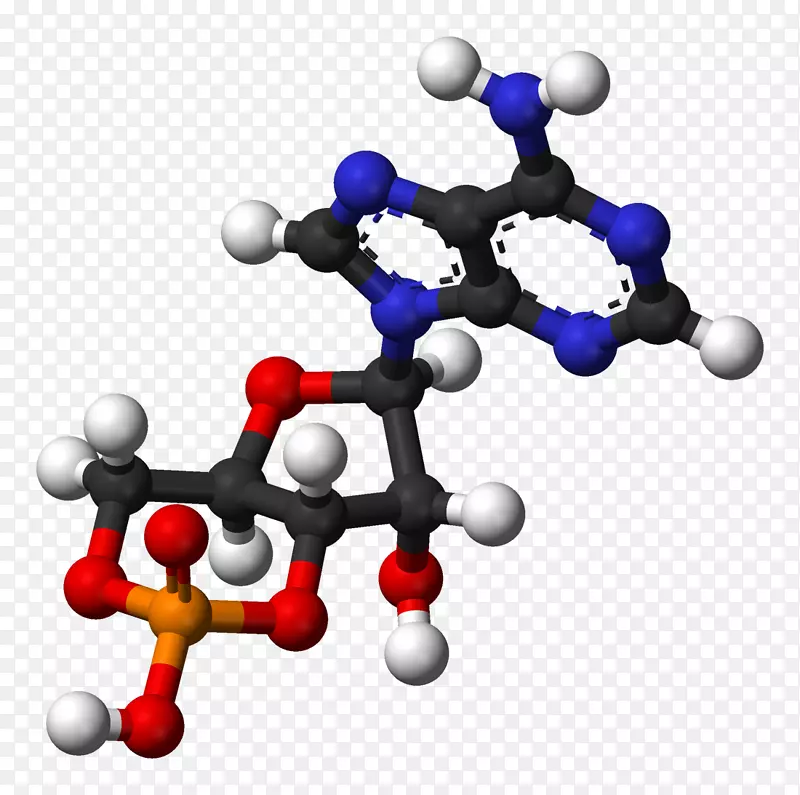 环磷酸腺苷球棒模型二磷酸腺苷-斯拉夫球