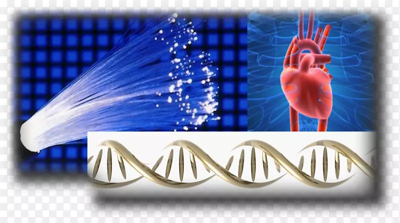 光遗传学室性心律失常心肌细胞-心脏