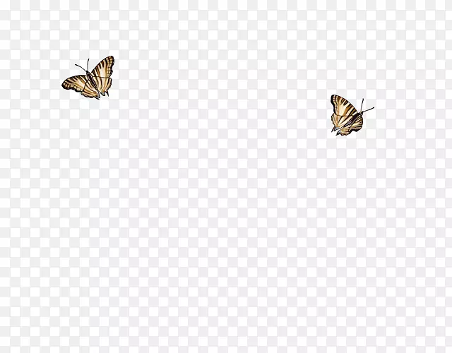 蝴蝶和蛾昆虫动物群