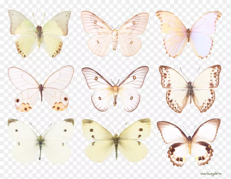 毛茸茸的蝴蝶，家蚕蝶，蝴蝶和蛾.蝴蝶