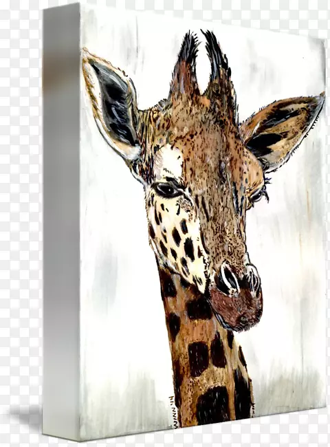 长颈鹿动物群野生动物陆生动物长颈鹿头