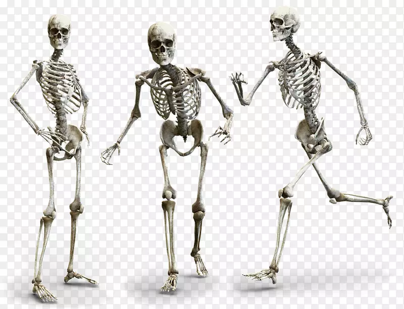 人体骨骼，人体解剖，智人-骨骼