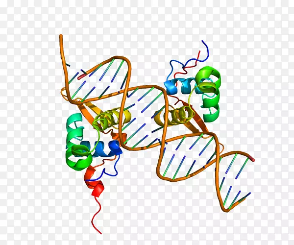 FOXM 1 Foxp 2狐蛋白质结构