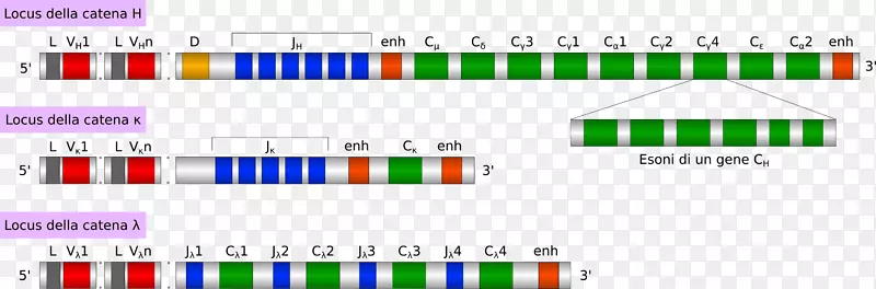 抗体v(D)j重组同型多克隆抗体基因ig.png
